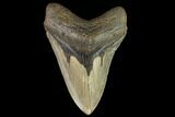 Serrated, Fossil Megalodon Tooth - North Carolina #109679-1